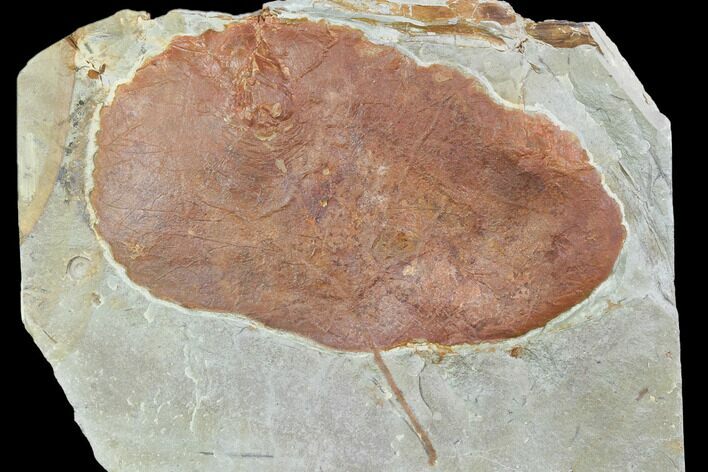 Fossil Leaf (Zizyphoides) - Montana #101881